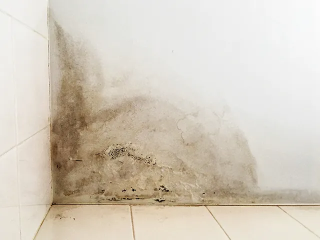 Tembok menghitam karena rembesan air hujan